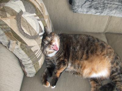Yawning Cat Number 166